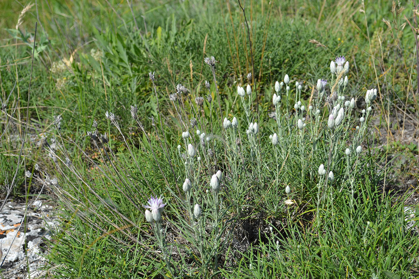 Image of Jurinea stoechadifolia specimen.