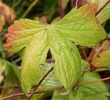 Geranium nodosum