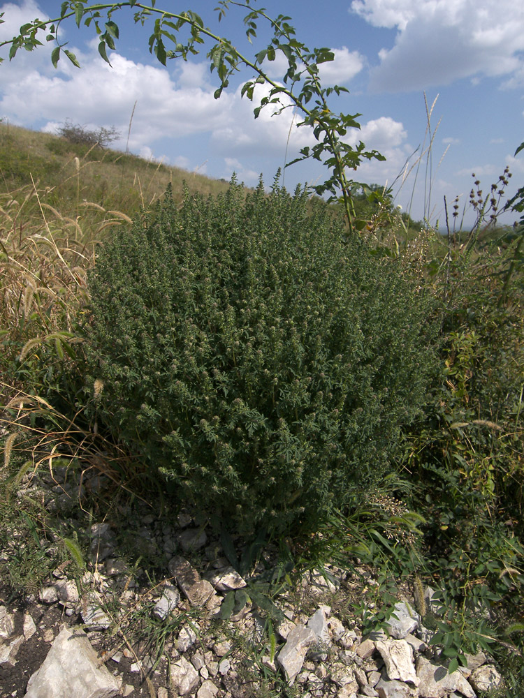 Изображение особи Ambrosia artemisiifolia.