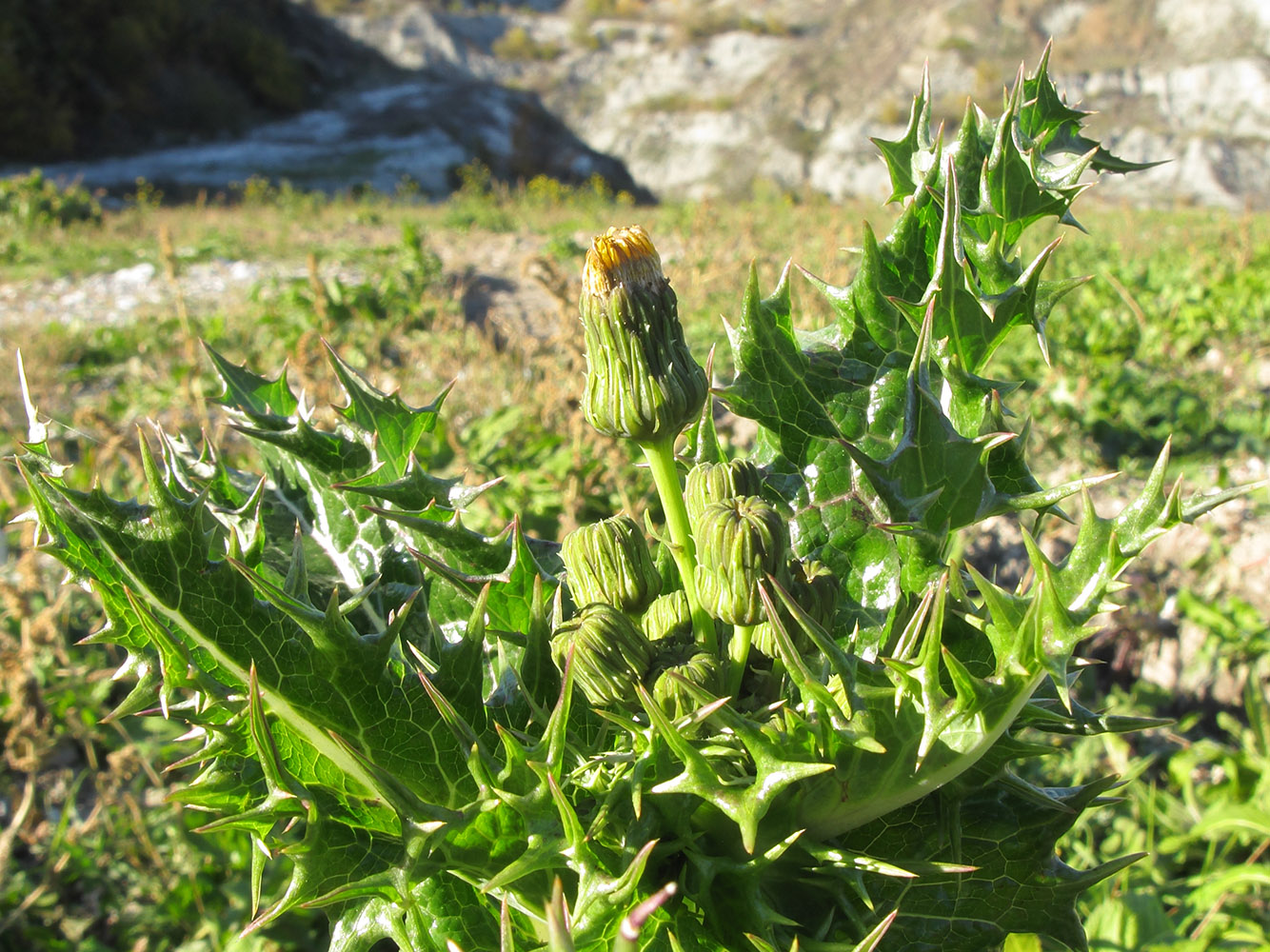 Изображение особи Sonchus asper.