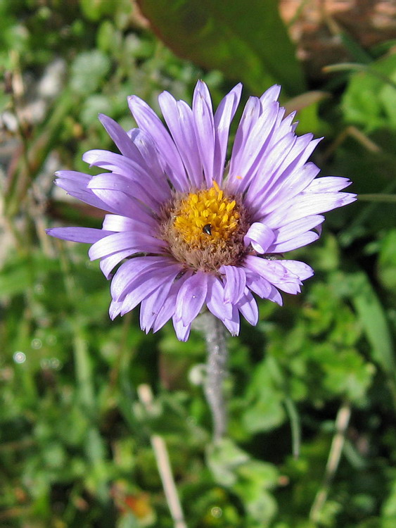 Image of genus Erigeron specimen.