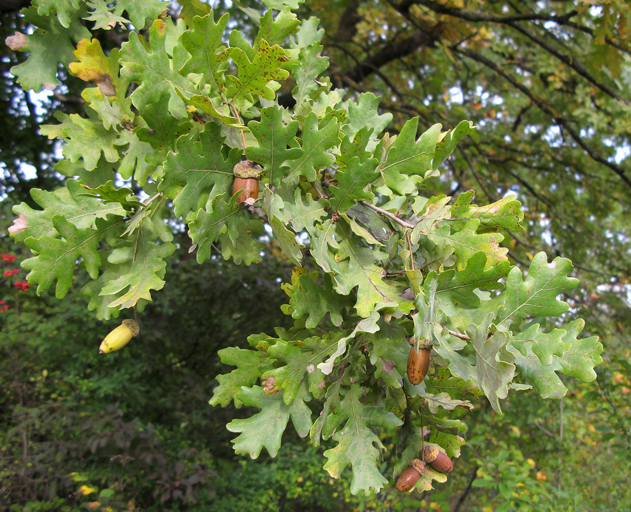 Image of Quercus pedunculiflora specimen.