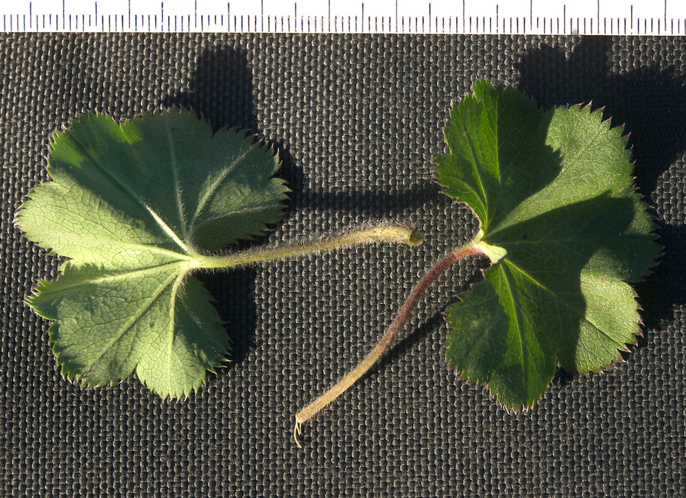 Image of Alchemilla languida specimen.