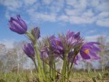 Pulsatilla patens