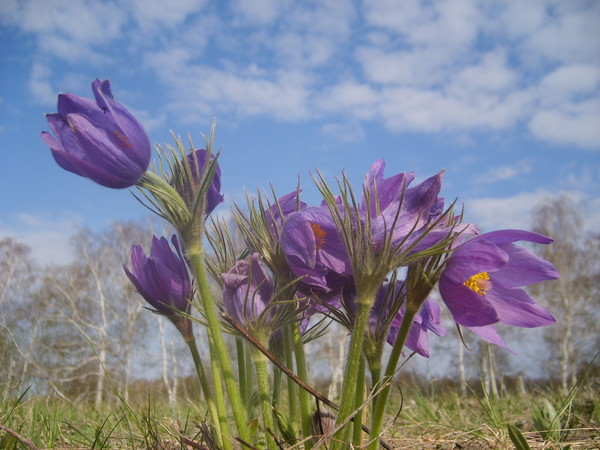 Image of Pulsatilla patens specimen.