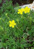 Potentilla biflora. Цветущее растение. Респ. Бурятия, Тункинский р-н, верховья реки Хубыты. 12.07.2010.