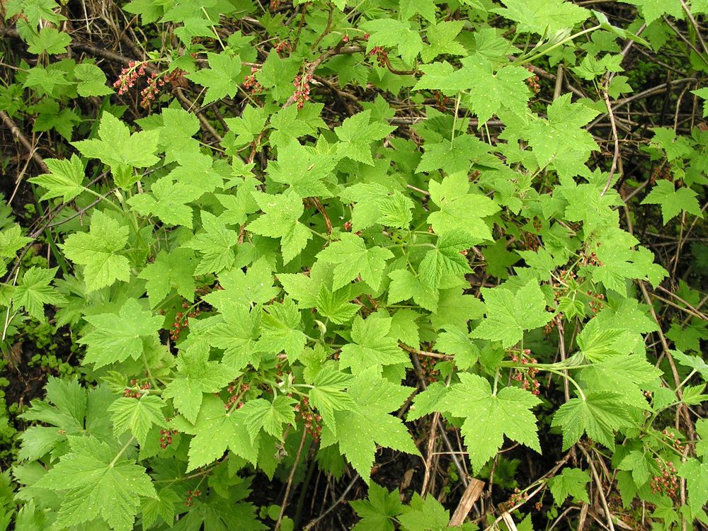Image of Ribes pallidiflorum specimen.