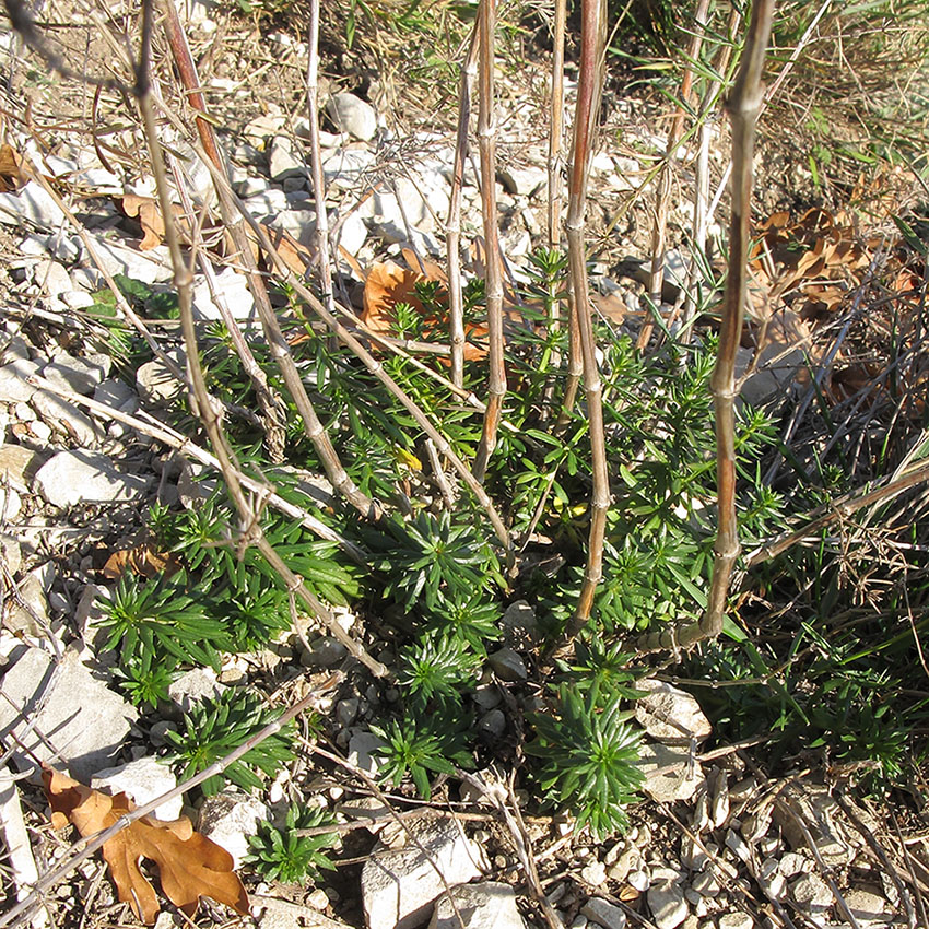 Изображение особи род Galium.