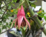 Bruguiera gymnorhiza