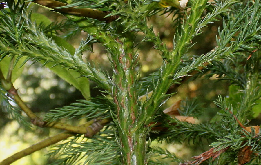 Image of Cryptomeria japonica specimen.