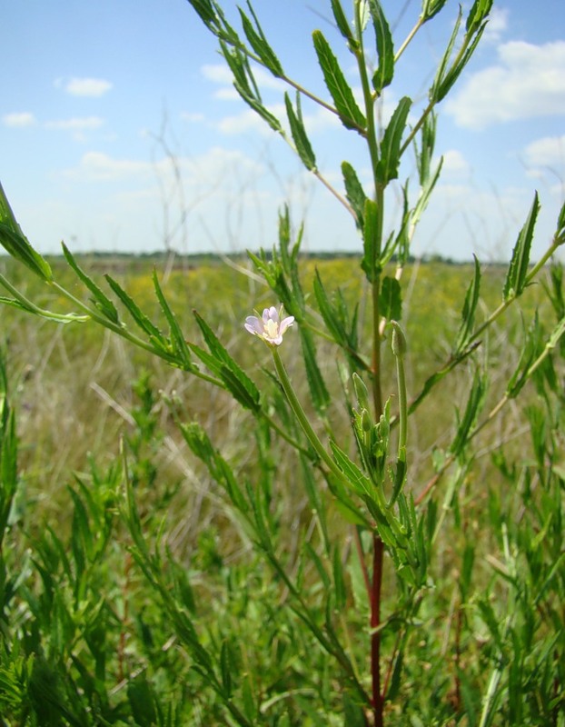 Image of Epilobium tetragonum specimen.