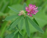Trifolium lupinaster