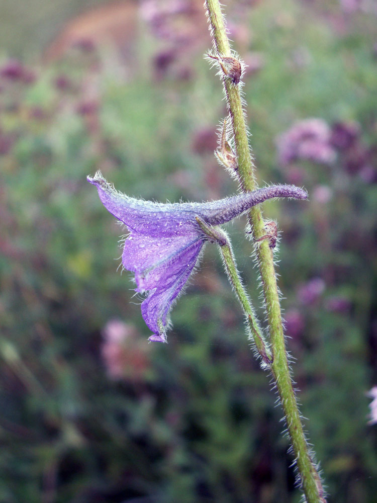 Image of Delphinium iliense specimen.