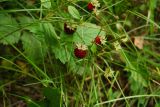 Fragaria vesca