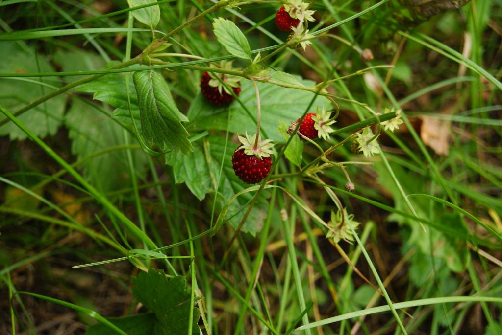 Image of Fragaria vesca specimen.