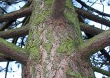 Pinus coulteri. Средняя часть ствола и основания скелетных ветвей. Германия, г. Дюссельдорф, Ботанический сад университета. 02.03.2014.