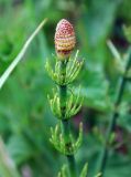 Equisetum fluviatile. Верхушка побега со стробилом. Московская обл., Истринский р-н, Павловская Cлобода. 08.06.2007.