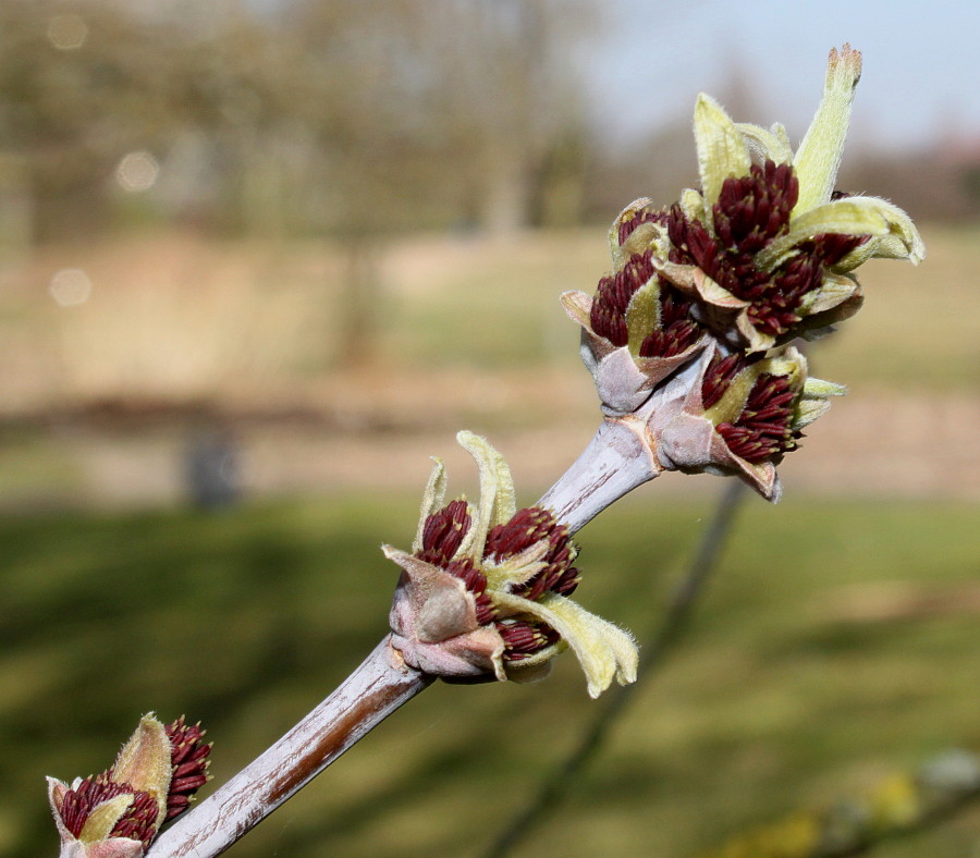 Image of Acer negundo specimen.