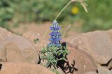 Lupinus mutabilis. Цветущее растение. Перу, оз. Титикака, о-в Амантани. Март 2014 г.