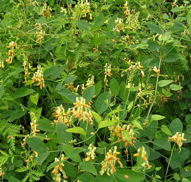 Image of Lathyrus davidii specimen.