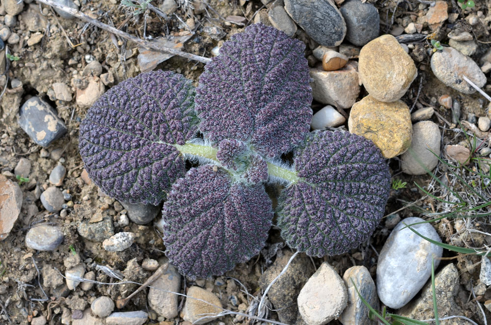 Image of Eremostachys isochila specimen.