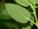 Salvia microphylla