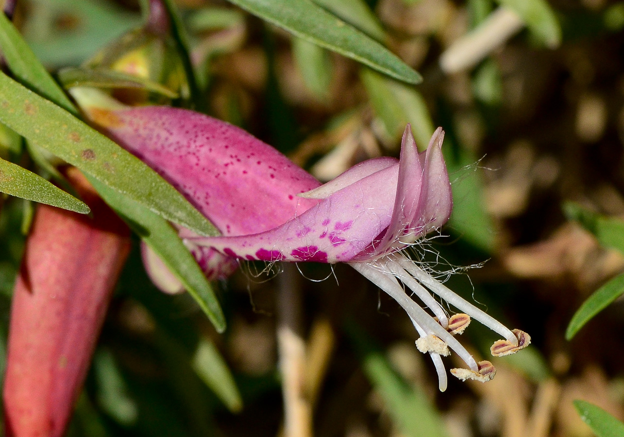 Image of Eremophila maculata specimen.