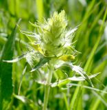 Rhinanthus glacialis подвид aristatus. Верхушка цветущего растения. Словения, окр. дер. Dvori, луг. 09.05.2014.