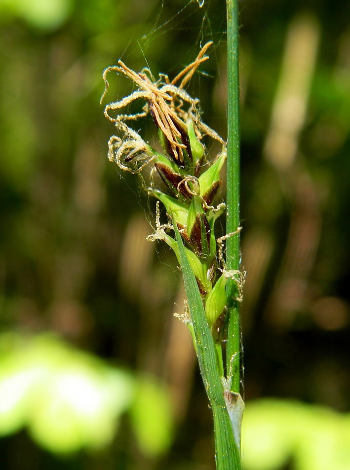 Изображение особи Carex pilosa.