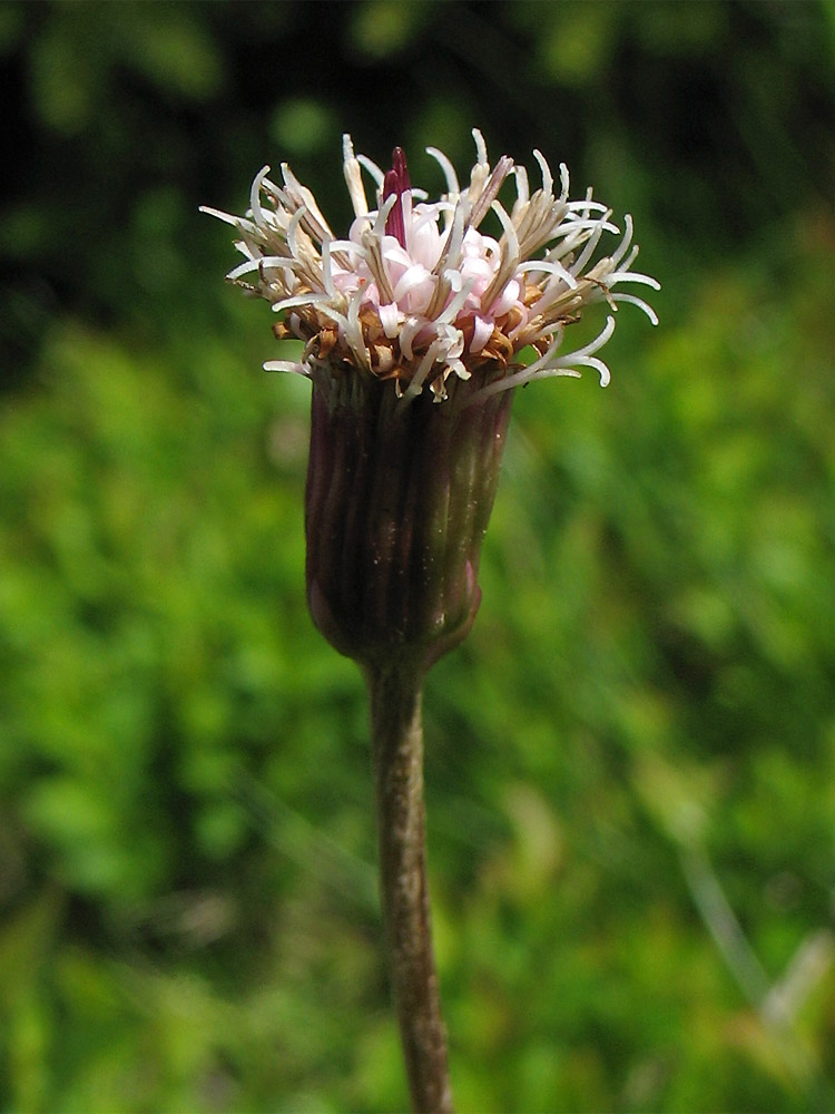 Image of Homogyne alpina specimen.
