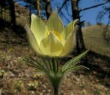 Pulsatilla orientali-sibirica