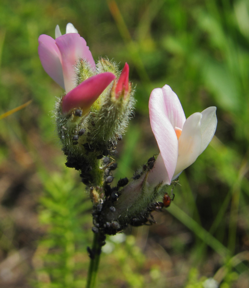 Изображение особи Astragalus macropus.