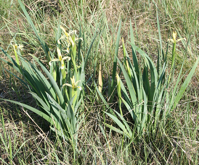 Изображение особи Iris halophila.
