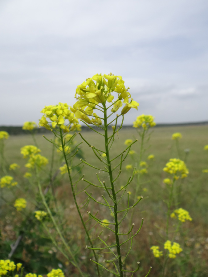 Image of Sisymbrium loeselii specimen.