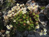 Saxifraga adenophora