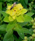 Euphorbia villosa. Верхняя часть побега с соцветием и насекомым. Германия, г. Дюссельдорф, Ботанический сад университета. 02.06.2014.