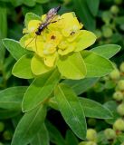 Euphorbia villosa