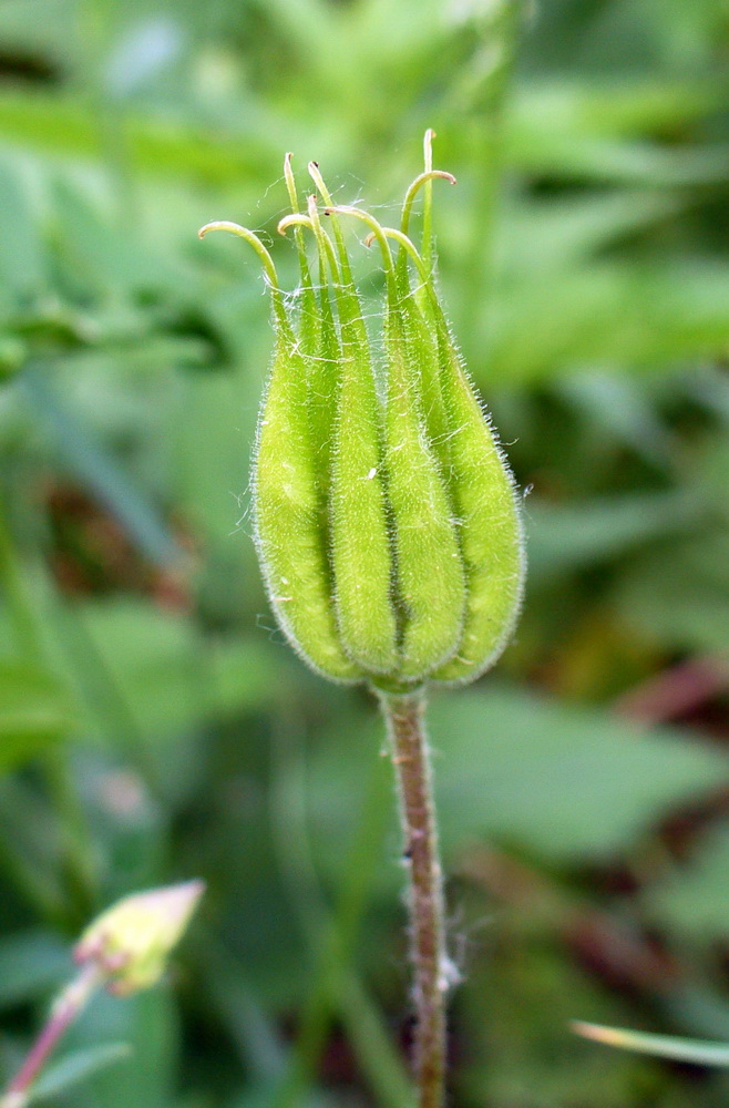 Image of Aquilegia vulgaris specimen.