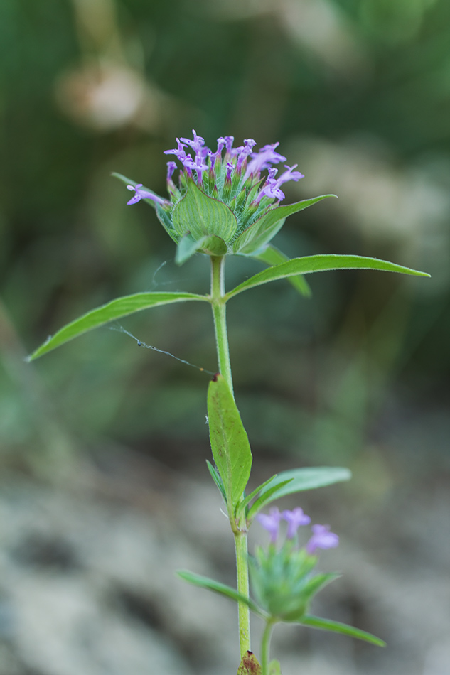 Изображение особи Ziziphora capitata.