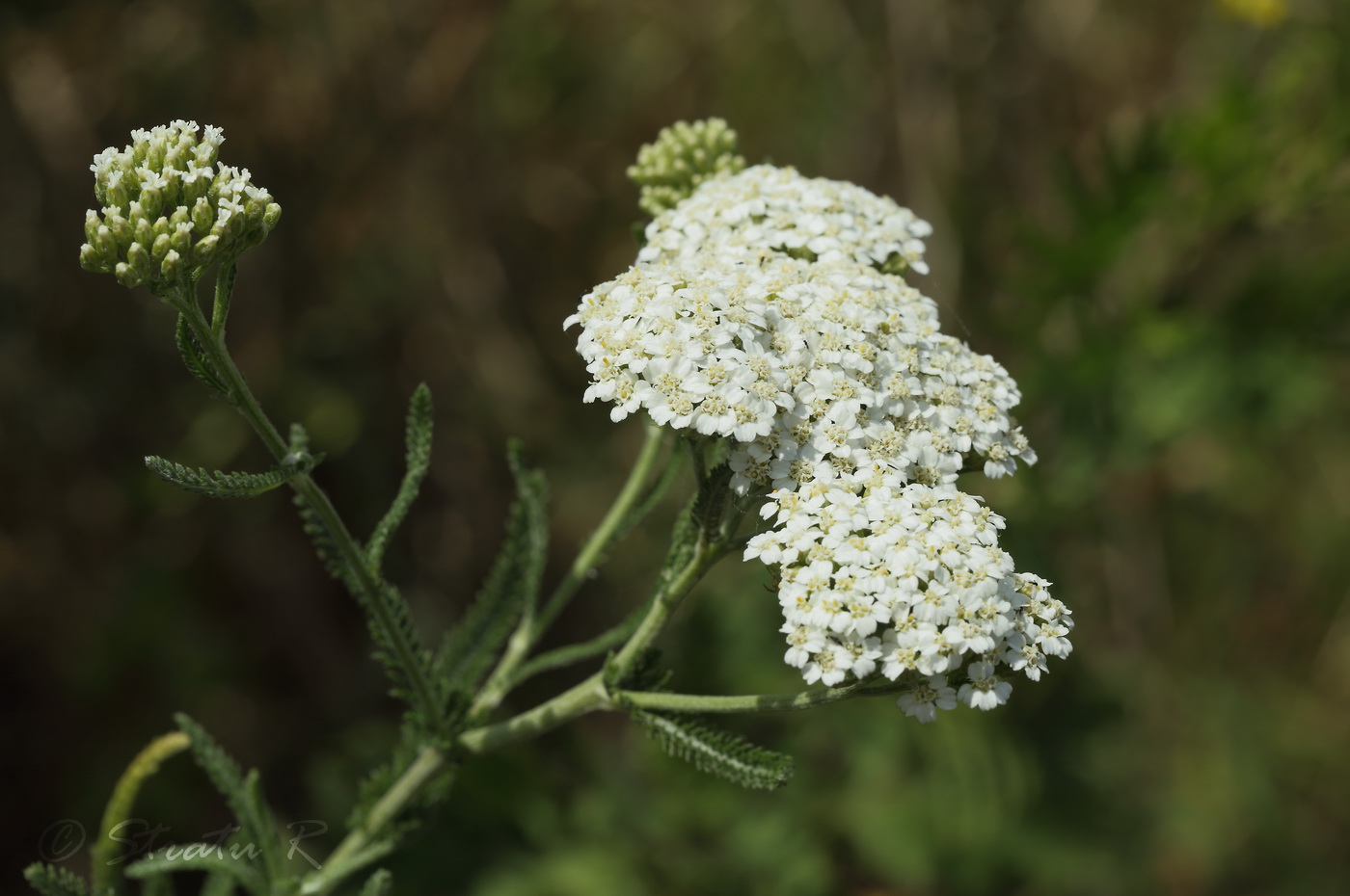 Изображение особи Achillea setacea.