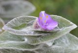 Tradescantia sillamontana