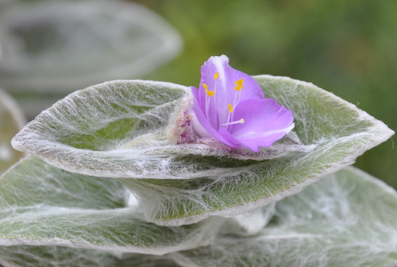 Image of Tradescantia sillamontana specimen.