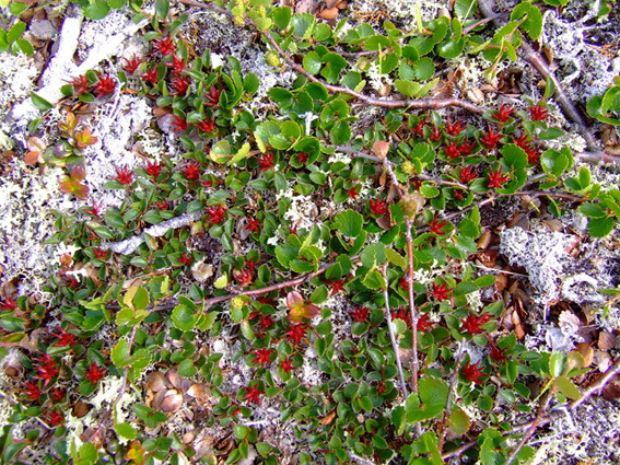 Image of Salix herbacea specimen.