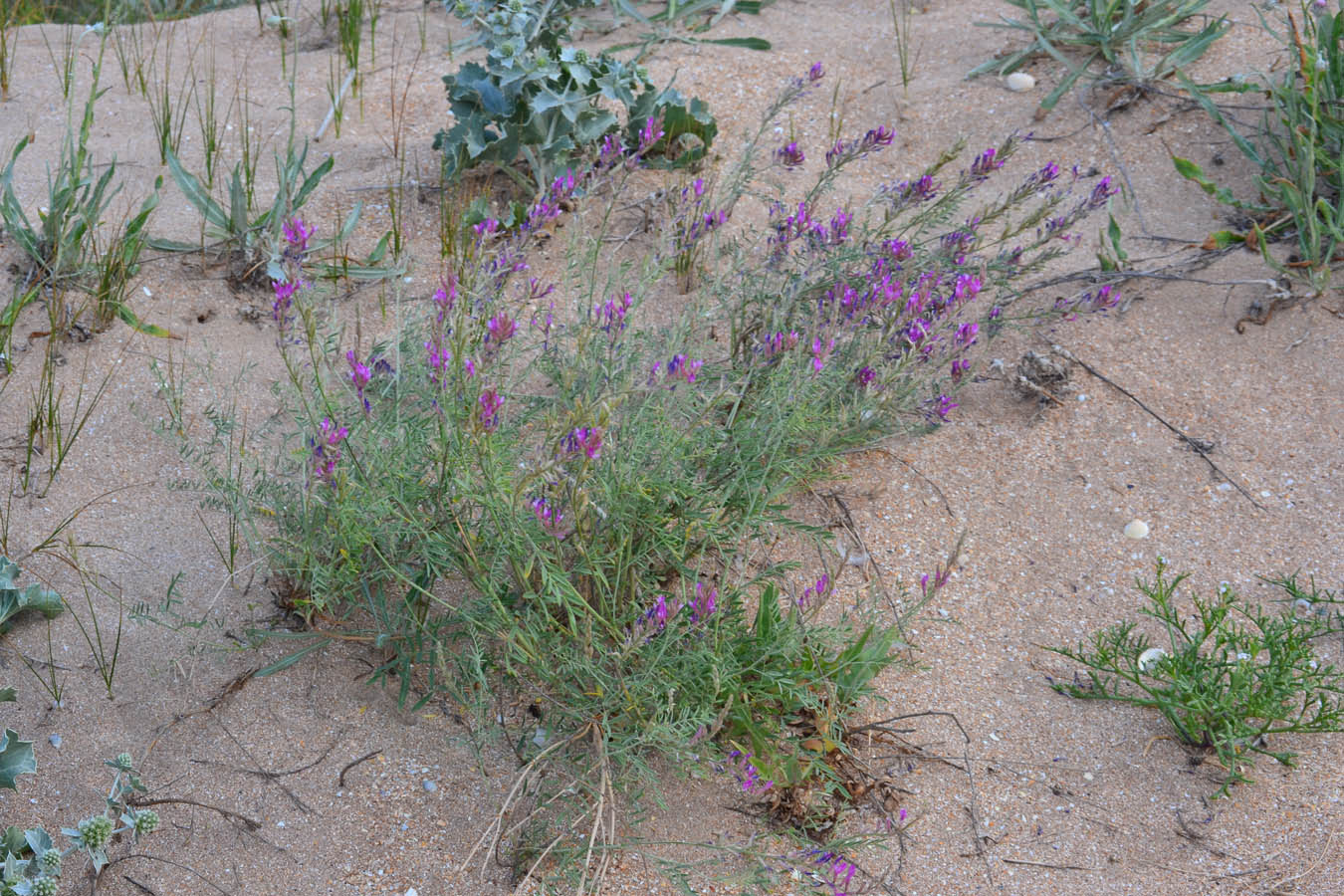 Изображение особи Astragalus varius.