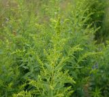 Solidago canadensis