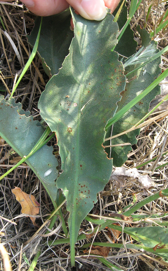 Image of Limonium coriarium specimen.