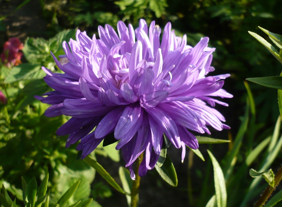 Изображение особи Callistephus chinensis.