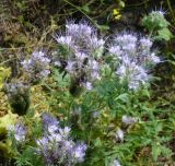 Phacelia tanacetifolia
