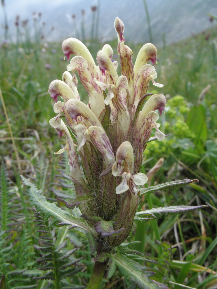 Изображение особи Pedicularis pubiflora.