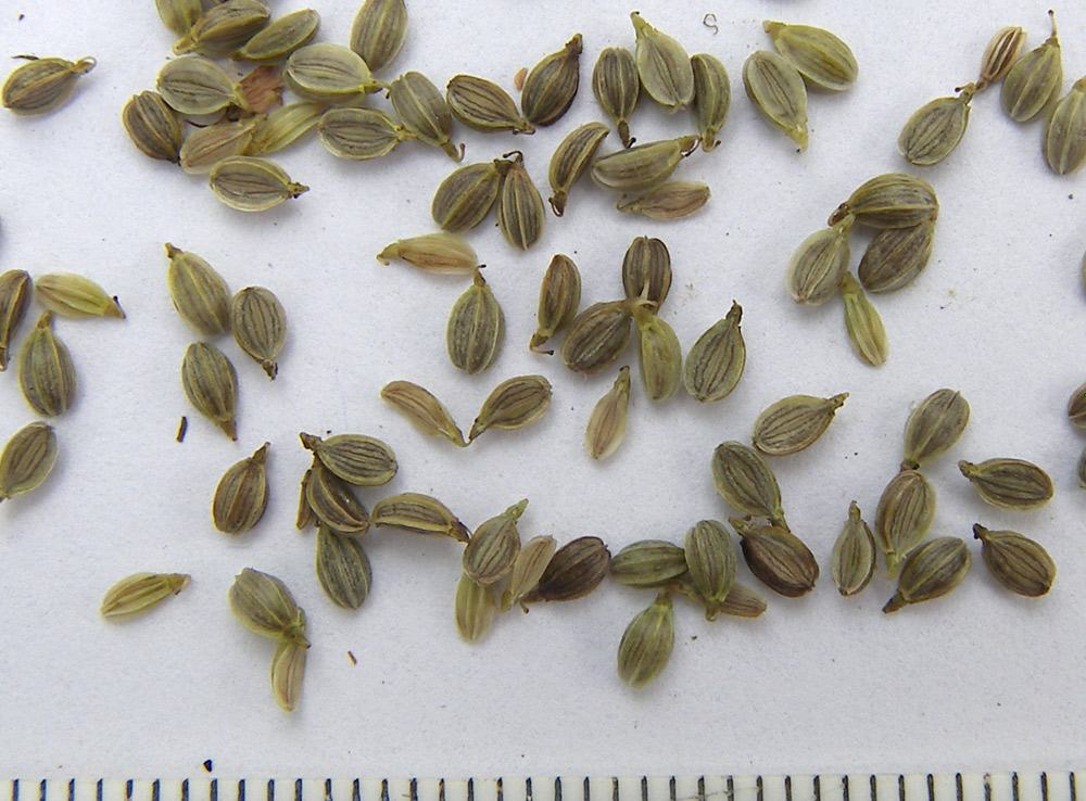 Image of Macrosciadium alatum specimen.